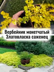 Вербейник монетчатый Златовласка (Голдилокс) цветы саженец