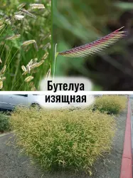 Бутелуа изящная - саженец