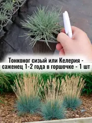 Тонконог сизый (Koeleria glauca, Келерия глаука) саженец