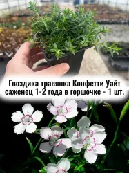Гвоздика травянка Конфетти Уайт многолетник цветы саженец