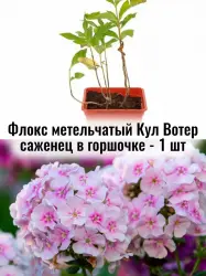 Флокс метельчатый Кул Ватер многолетние цветы саженец 1 шт