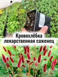 Кровохлёбка лекарственная (Сангвисорба) многолетний саженец