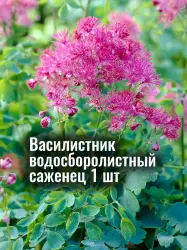 Василистник водосборолистный многолетняя рассада, саженец