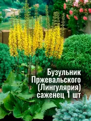 Бузульник Пржевальского (Лигулярия) жёлтый, рассада, саженец