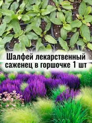 Шалфей лекарственный (Сальвия) многолетник цветы саженец