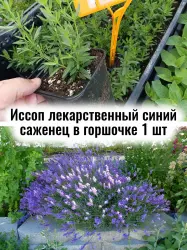 Иссоп лекарственный синий многолетние ЗКС цветы саженец