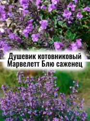 Душевик котовниковый Марвелетт Синий многолетний саженец