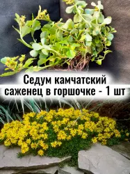 Седум (Очиток) камчатский почвопокровный многолетний саженец