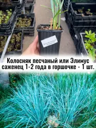 Колосняк песчаный или Элимус голубой фонтан (осока) волоснец