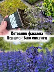 Котовник Фассена Персианский синий (Першион Блю) саженец