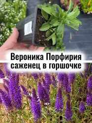 Вероника Порфирия многолетние цветы саженец в горшочке 1 шт