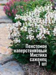 Панстемон наперстянковый Мистика многолетник рассада саженец