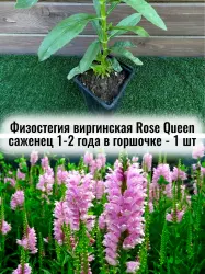 Физостегия виргинская Роуз Квин многолетние цветы саженец