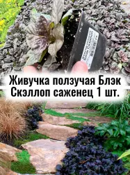 Живучка ползучая Чёрный гребешок многолетние цветы саженец