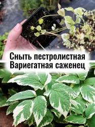 Сныть пестролистная Вариегатная (Дяглица) обычная саженец