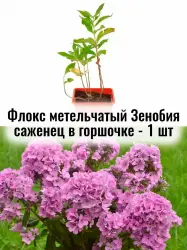 Флокс метельчатый Зенобия многолетние цветы саженец 1 шт