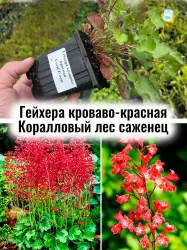 Гейхера кроваво-красная Корал Форест Коралловый лес саженец