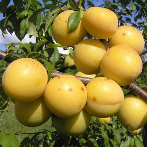 русская сонейка