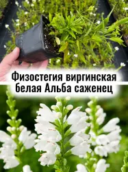Физостегия виргинская белая Альба многолетние цветы саженец