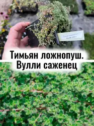 Тимьян ложнопушистый Вулли (пряный шерстистый ковёр) саженец