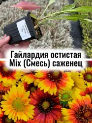 Гайлардия остистая Mix (Смесь) многолетние цветы саженец