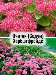 Седум (Очиток) Хербштфройде - саженец