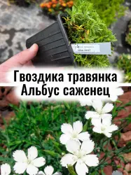 Гвоздика травянка Альбус, Вайт, белые цветы саженец, рассада