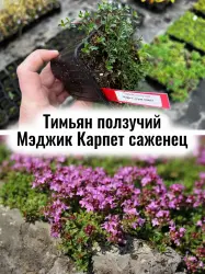 Тимьян ползучий Мэджик Карпет (Ковёр-самолёт) цветы саженец
