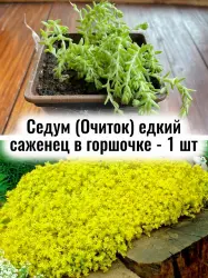 Седум (Очиток) едкий почвопокровный многолетний саженец ЗКС