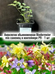 Аквилегия обыкновенная Бидермеер смесь сортов микс саженец