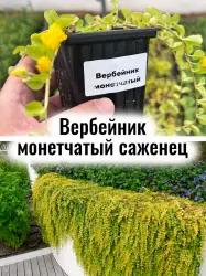 Вербейник монетчатый (монетка) многолетние цветы саженец