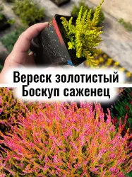 Вереск Боскуп золотистая листва вечнозелёный куст саженец