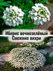 Иберис вечнозелёный Снежные вихри многолетние цветы саженец