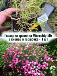Гвоздика дельтовидная травянка Смесь многолетний саженец