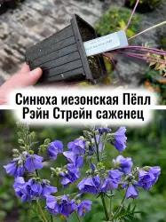 Синюха иезонская Пёпл Рейн Стрейн Полемониум рассада саженец