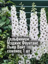 Дельфиниум Мэджик Фоунтанс Пьюр Вайт чисто-белый саженец