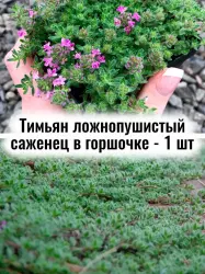 Тимьян ранний ложнопушистый многолетний почвопокровник в
