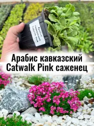 Арабис кавказский (Резуха) "Розовый подиум" саженец цветов