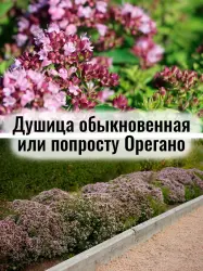 Душица обыкновенная (Орегано) - саженец