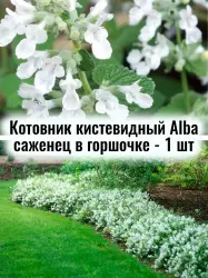 Котовник белый кистевидный Альба многолетник ЗКС саженец