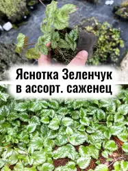 Яснотка зеленчуковая Зеленчук покровный многолетник саженец