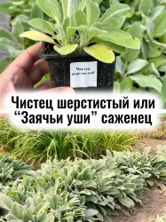Чистец шерстистый (Стахис, заячьи или овечьи уши) саженец