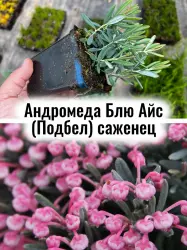 Андромеда крупнолист Блю Айс Подбел розмарин болотн. саженец