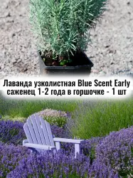 Лаванда узколистная Blue Scent Early многолетник рассада