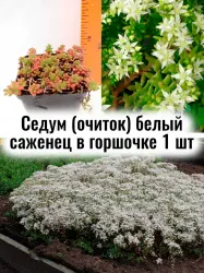 Седум-очиток белый многолетние почвопокровные цветы саженец